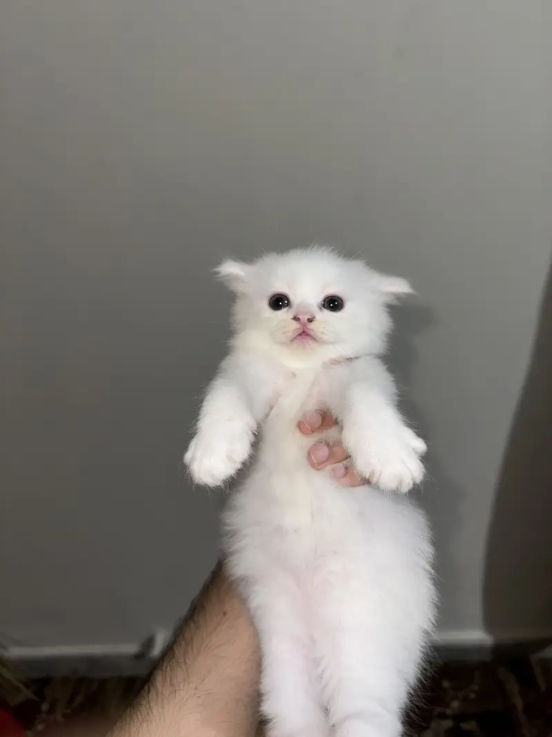 Persian kittens — photo 2