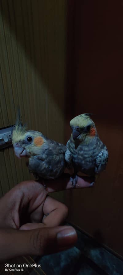 pearl cocktaiel hand tame