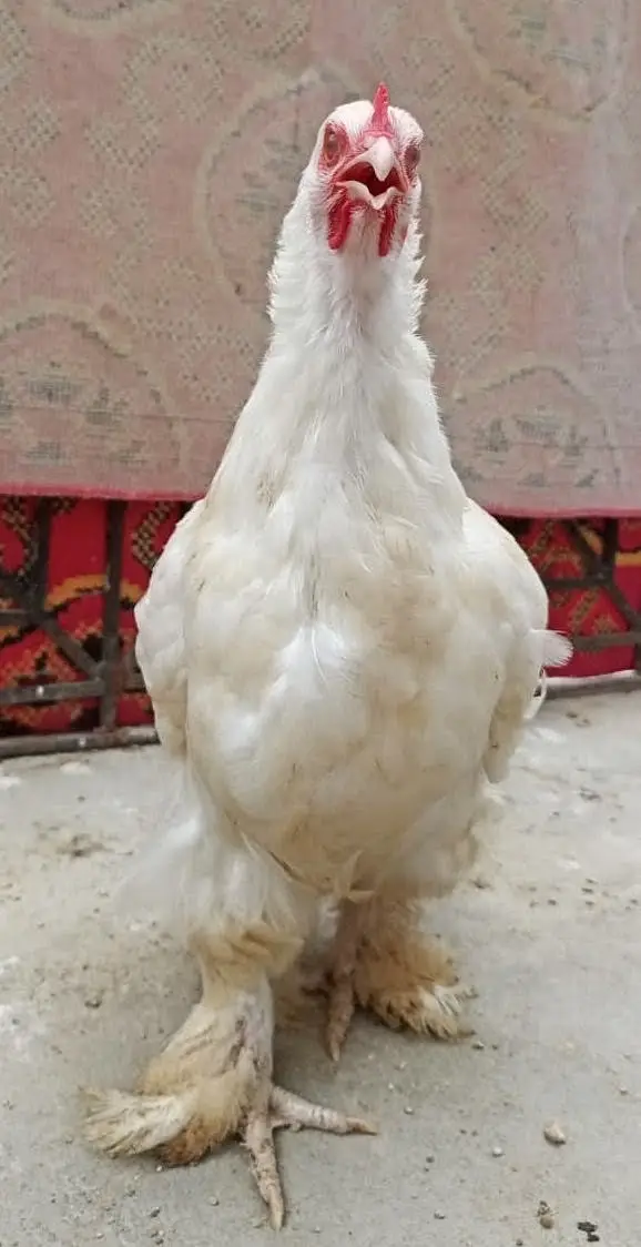 Golden Buff & White Buff for Sells — photo 4