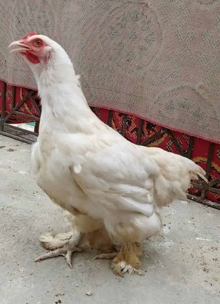 Golden Buff & White Buff for Sells — photo 5