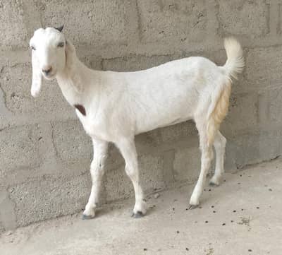 bakra bakri  03181157767 moke par gunjaish hojygi
