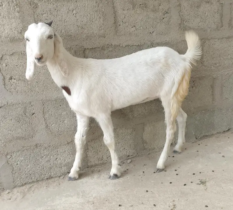 bakra bakri  03181157767 moke par gunjaish hojygi