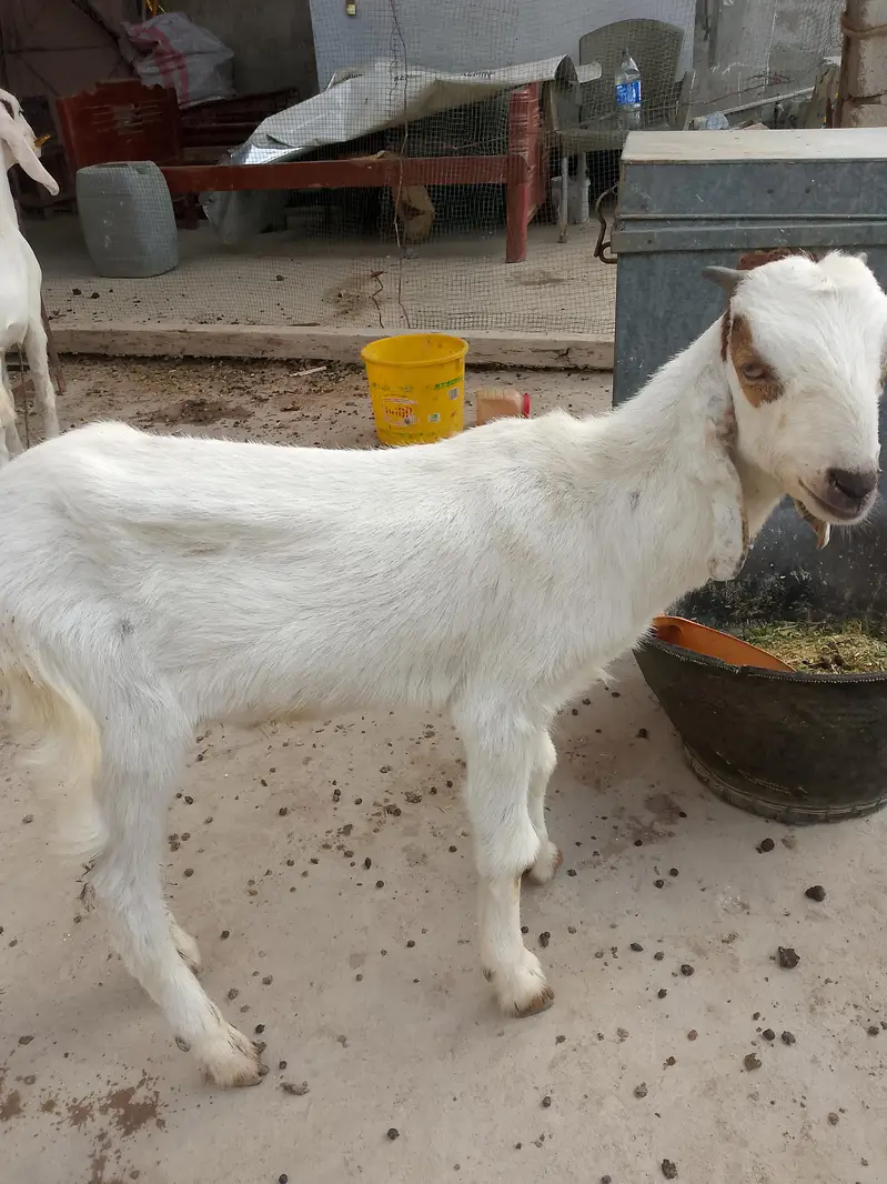 bakra bakri  03181157767 moke par gunjaish hojygi — photo 2