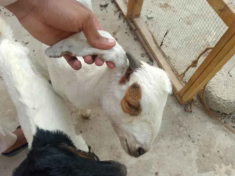 bakra bakri  03181157767 moke par gunjaish hojygi — photo 3