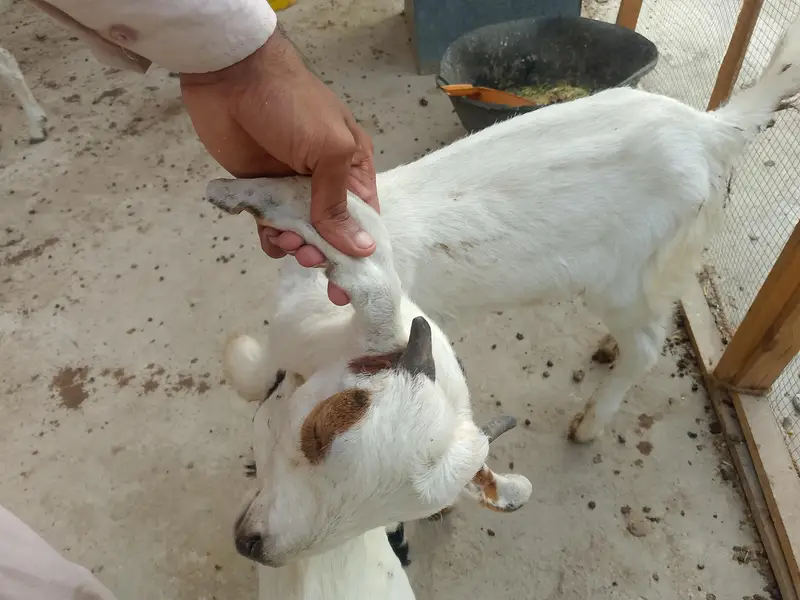 bakra bakri  03181157767 moke par gunjaish hojygi — photo 4