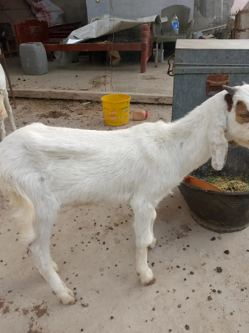 bakra bakri  03181157767 moke par gunjaish hojygi — photo 5