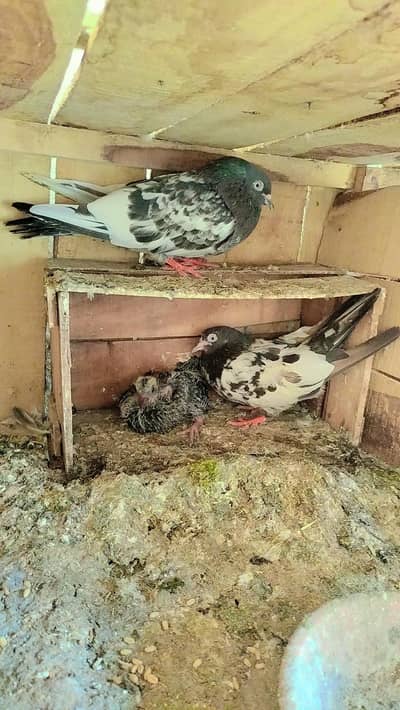 Nasli Resulted breeder pairs 03000-764136