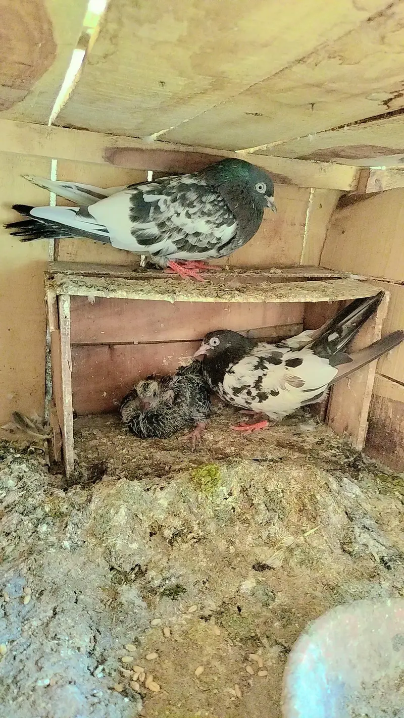 Nasli Resulted breeder pairs 03000-764136