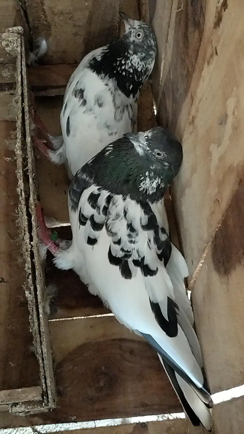 Nasli Resulted breeder pairs 03000-764136 — photo 4