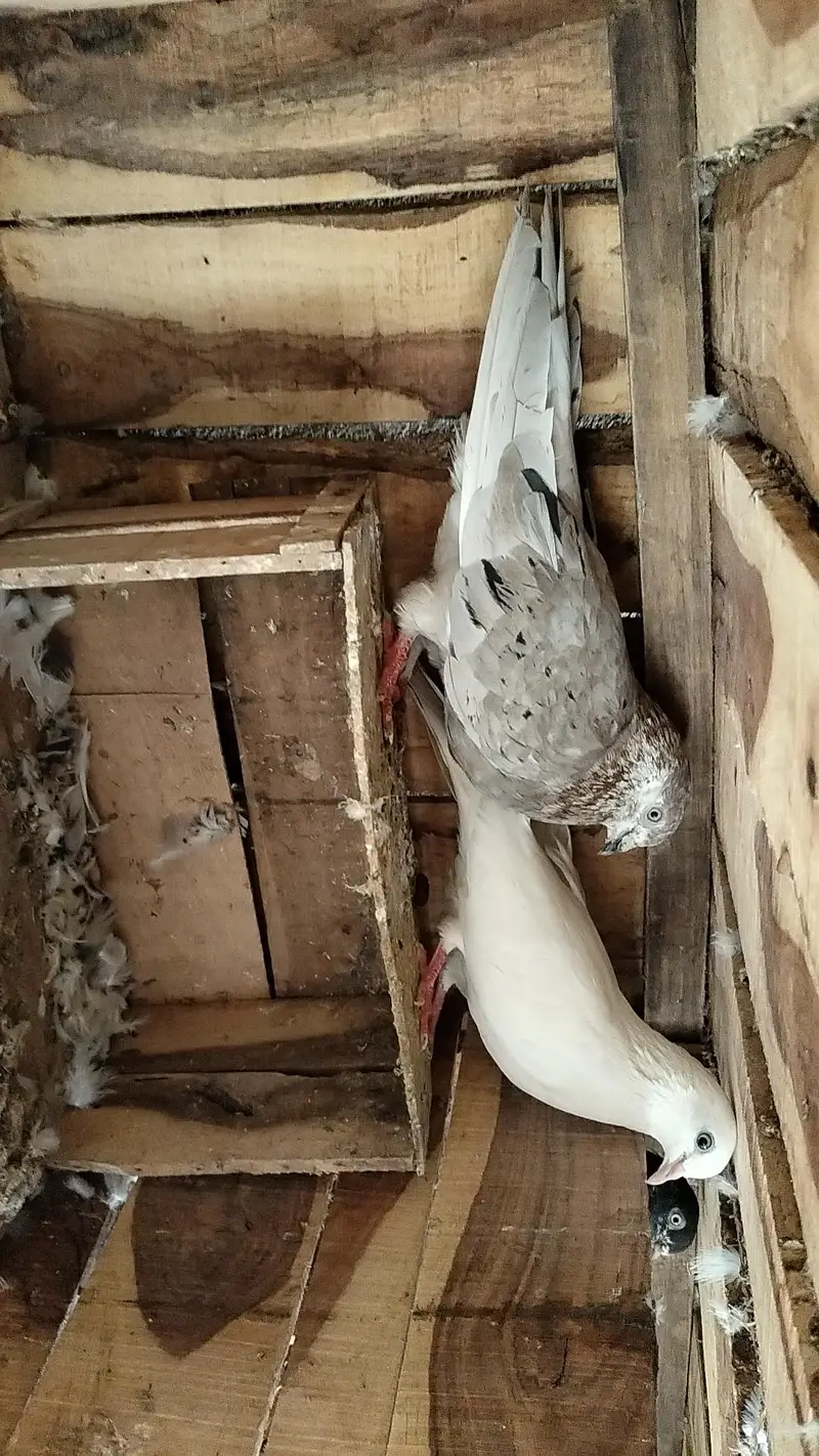 Nasli Resulted breeder pairs 03000-764136 — photo 7