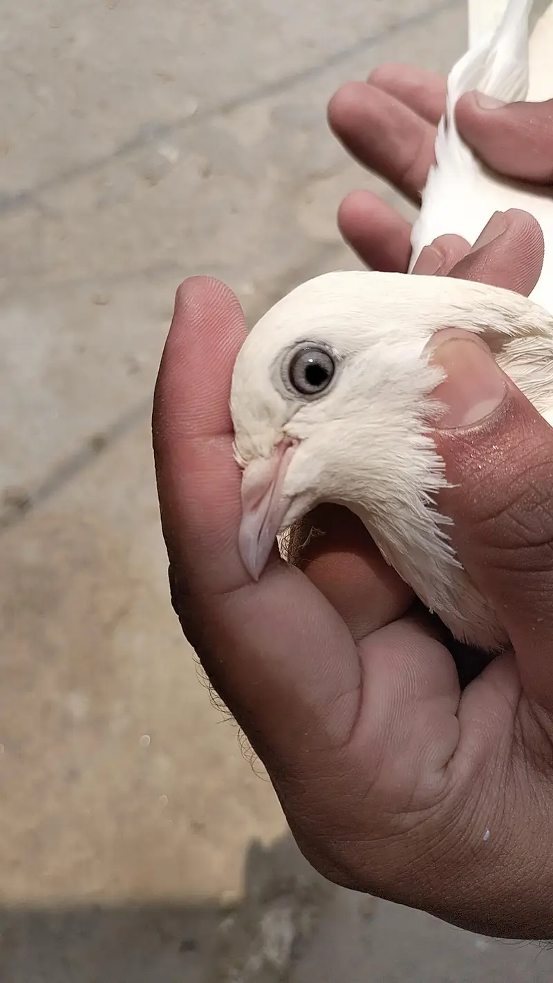 Nasli Resulted breeder pairs 03000-764136 — photo 9