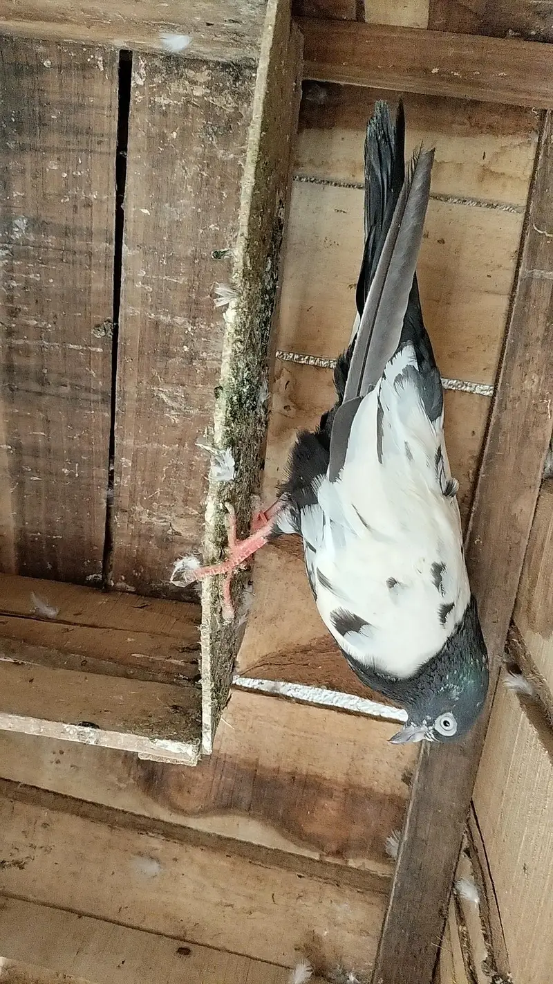 Nasli Resulted breeder pairs 03000-764136 — photo 10