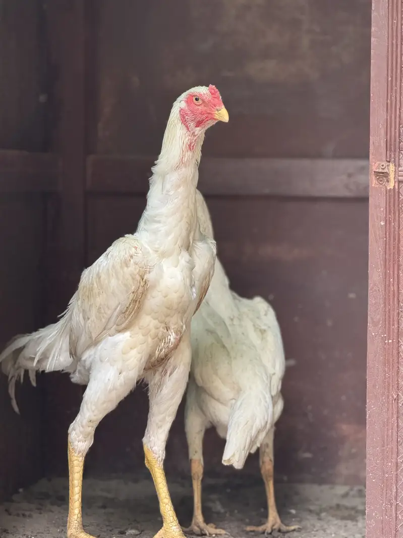 White Shamoo Fertile Eggs  — photo 2