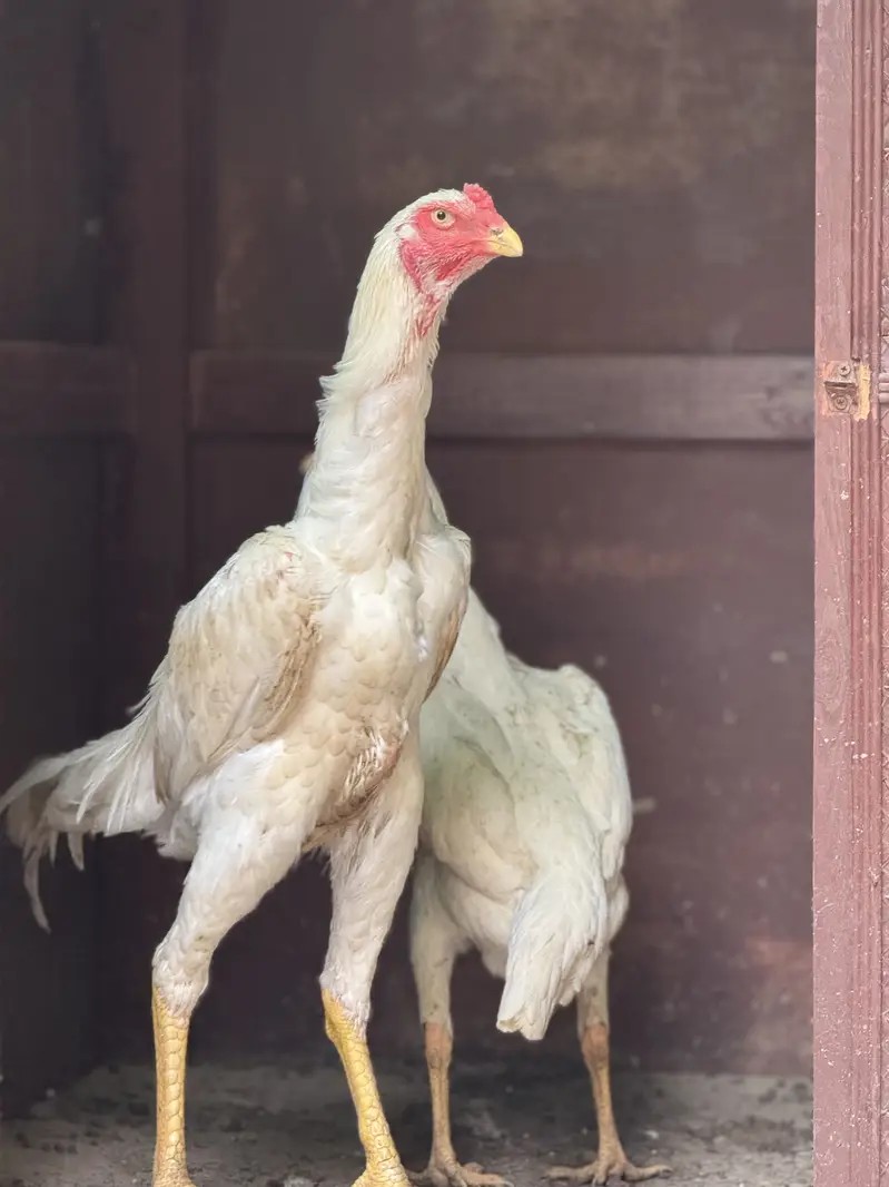 White Shamoo Fertile Eggs  — photo 3