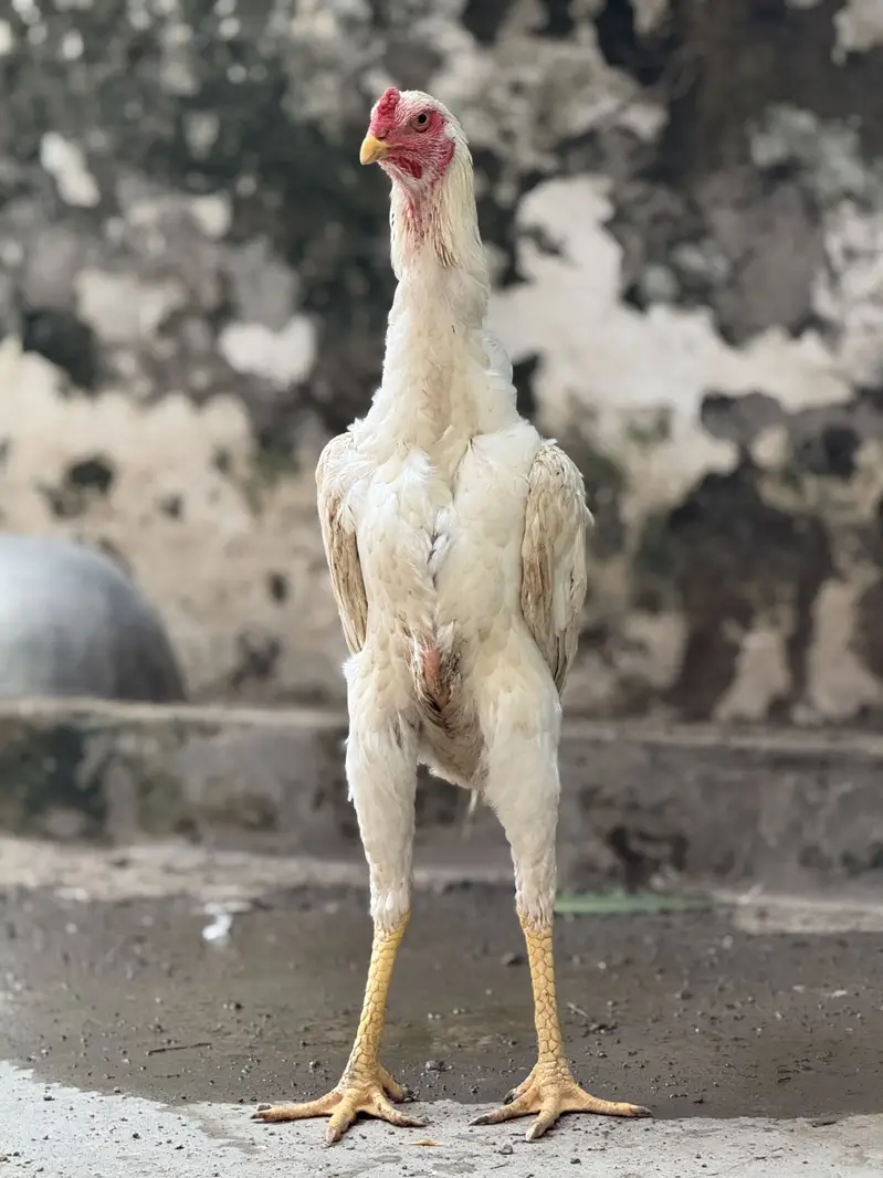 White Shamoo Fertile Eggs  — photo 4