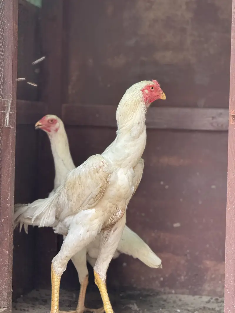 White Shamoo Fertile Eggs  — photo 6