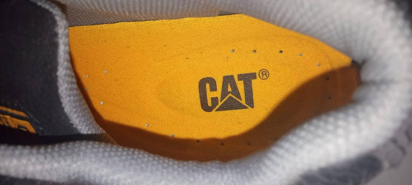 Caterpillar 11
