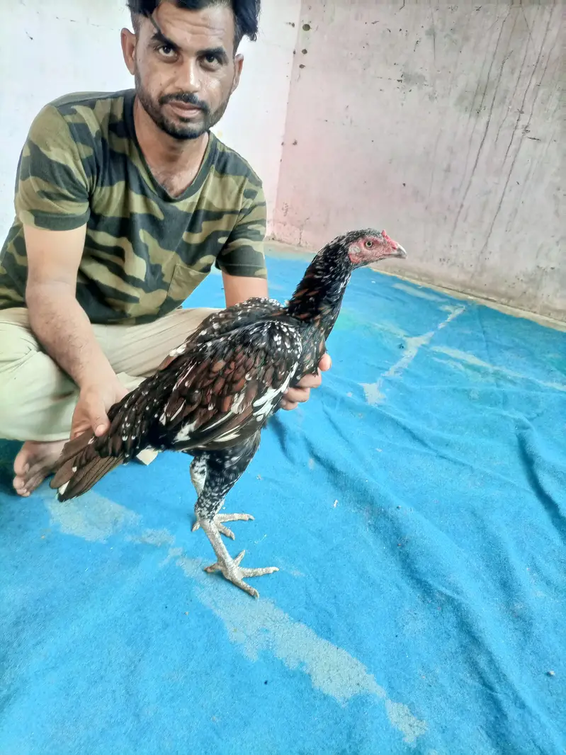 hi quality shajri — photo 2