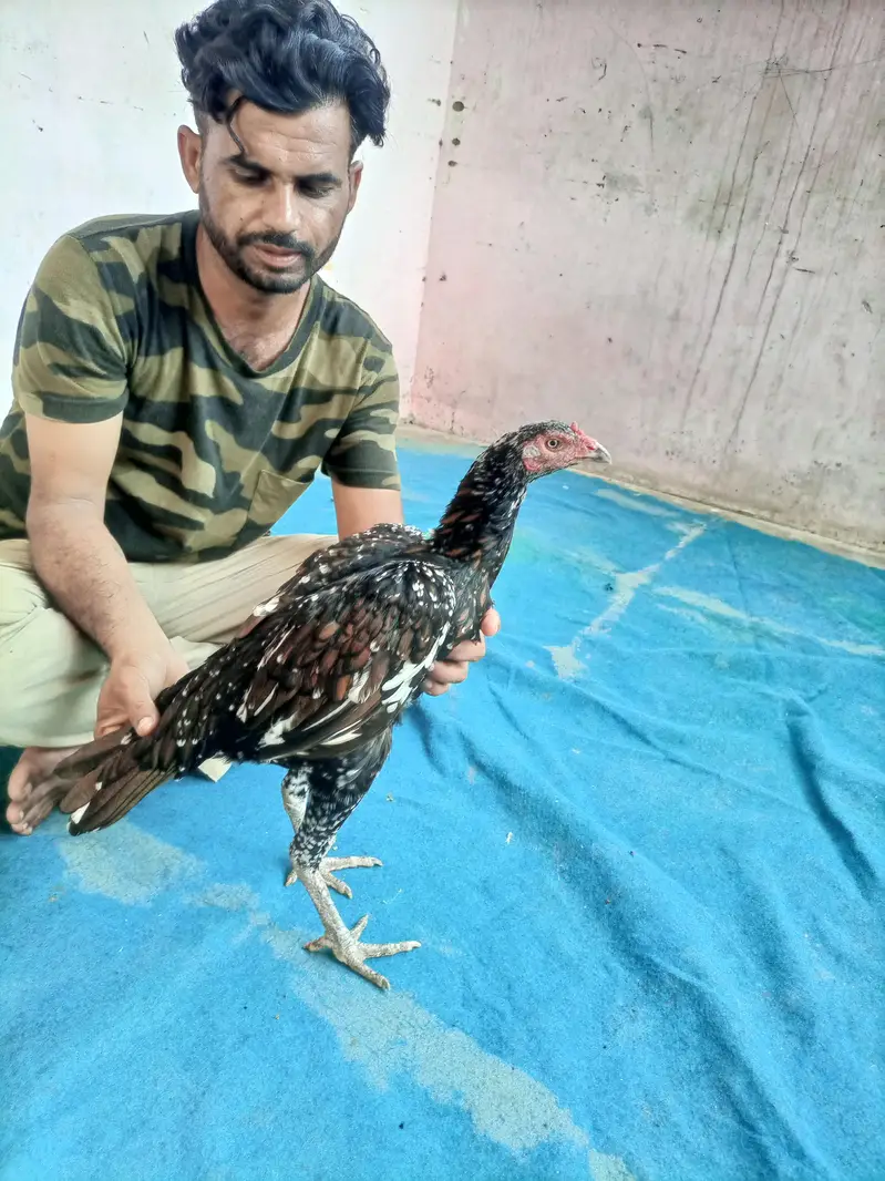 hi quality shajri — photo 3