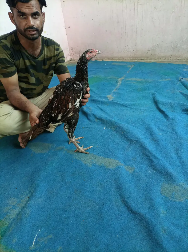 hi quality shajri — photo 4