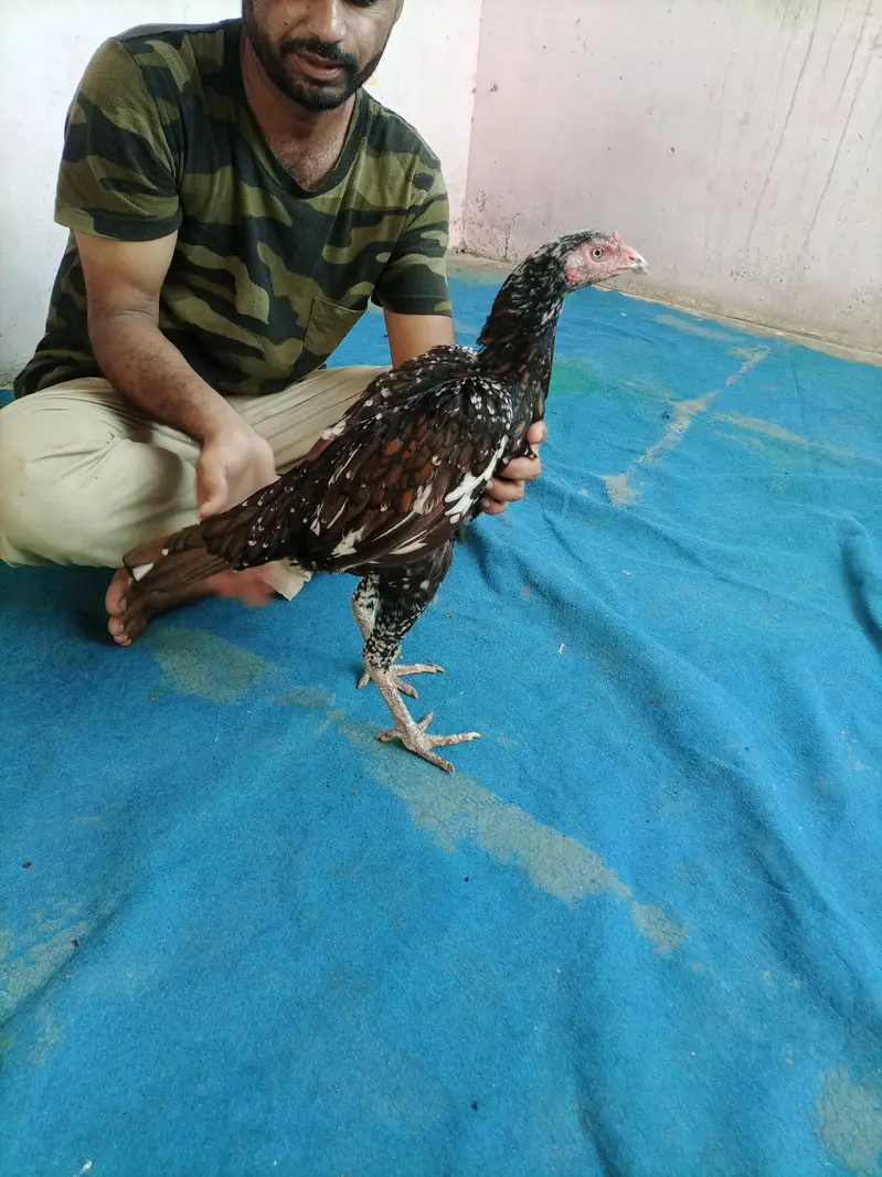 hi quality shajri — photo 5