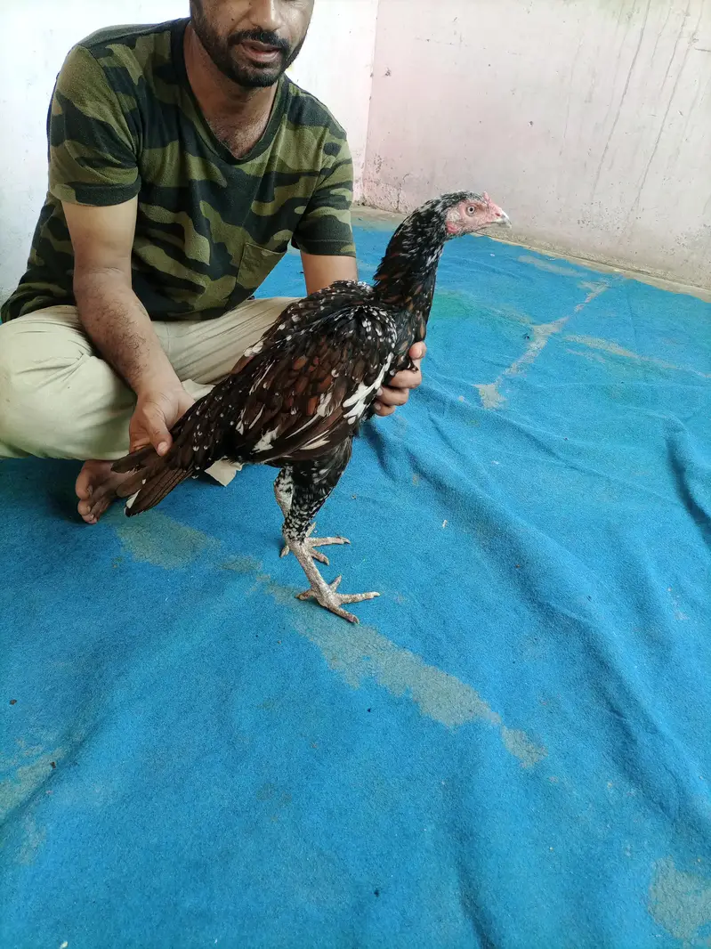 hi quality shajri — photo 6