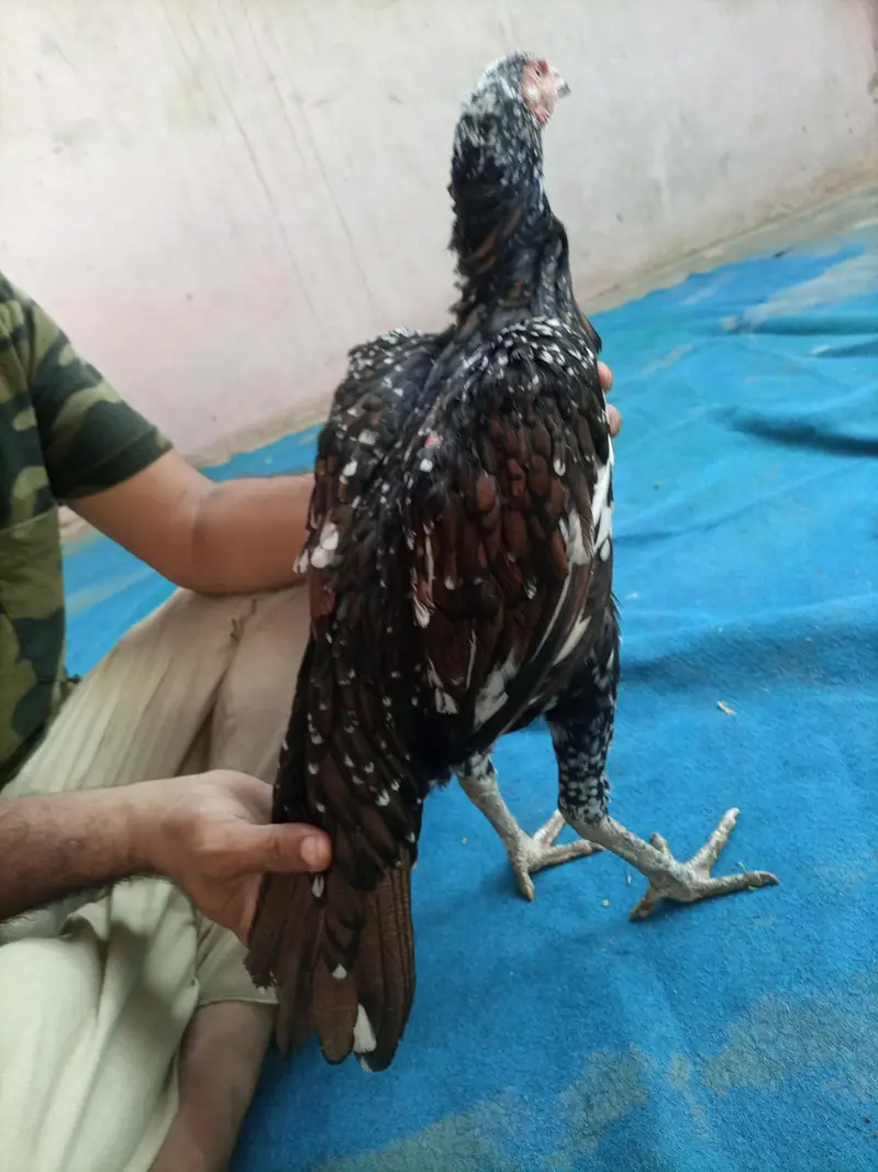hi quality shajri — photo 7