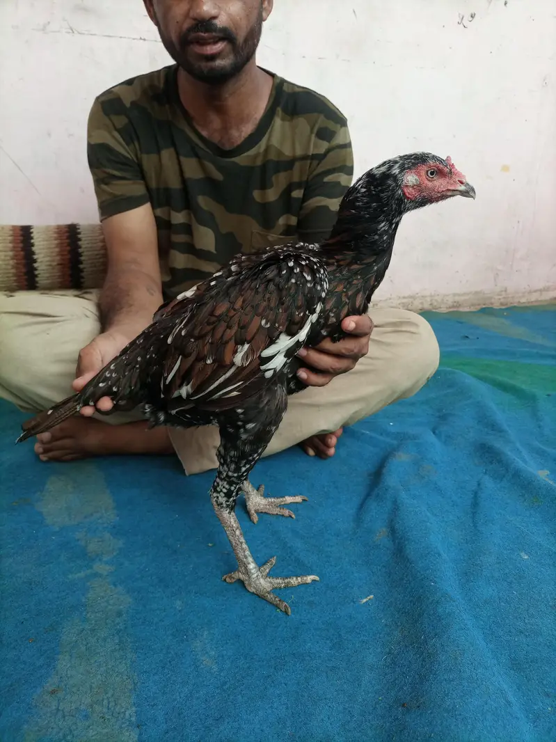 hi quality shajri — photo 10