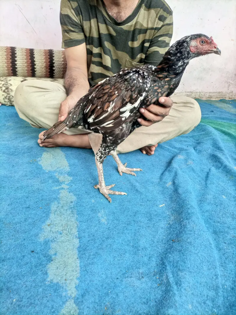 hi quality shajri — photo 11
