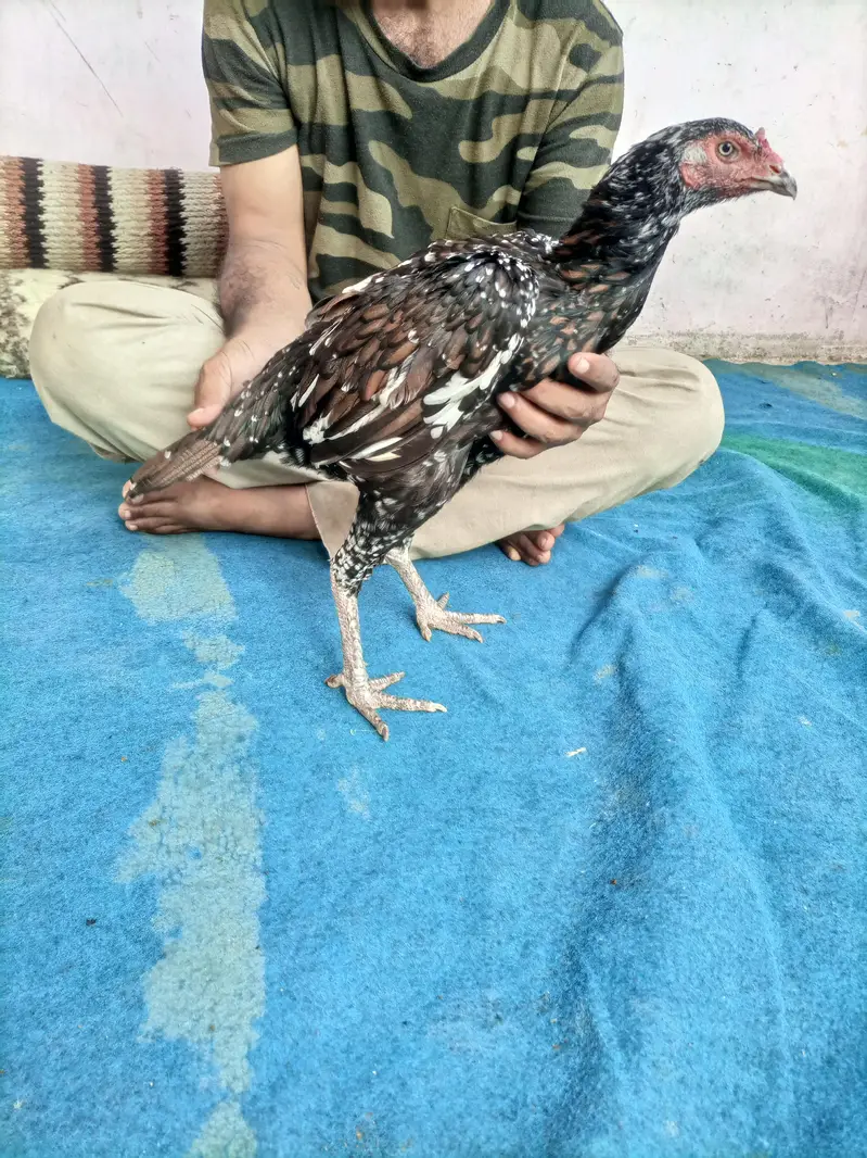 hi quality shajri — photo 12