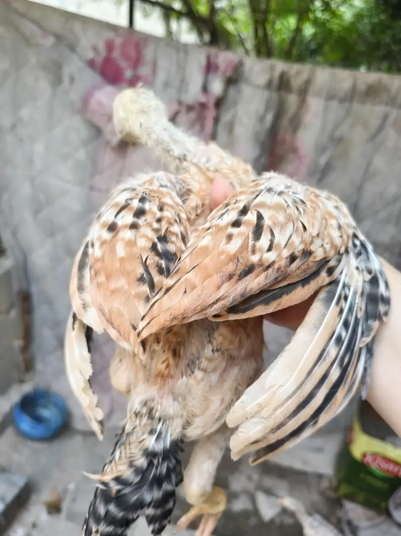 pure breed — photo 2