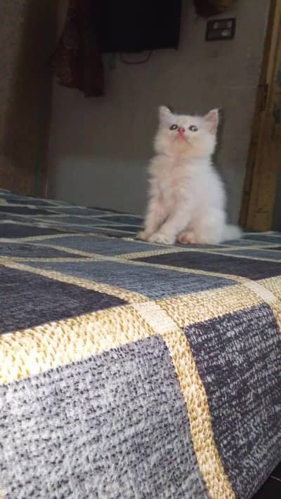 persian cat healthy and active