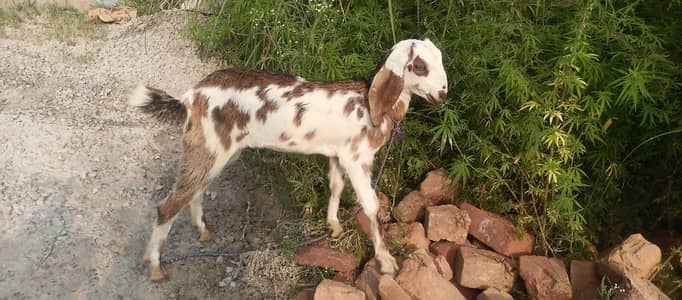 2 pure beetal female pathen for sale