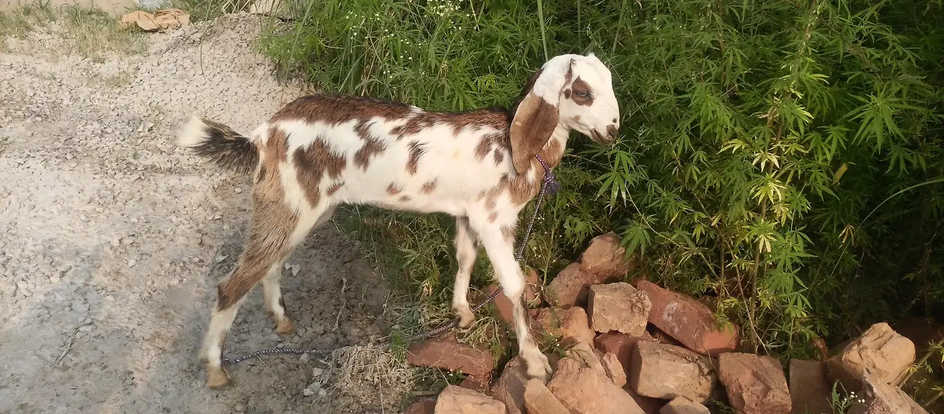 2 pure beetal female pathen for sale