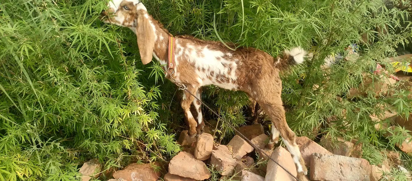 2 pure beetal female pathen for sale — photo 2