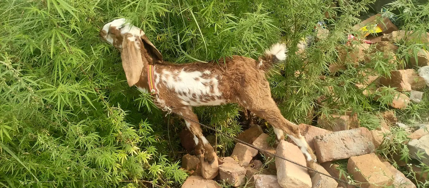 2 pure beetal female pathen for sale — photo 3