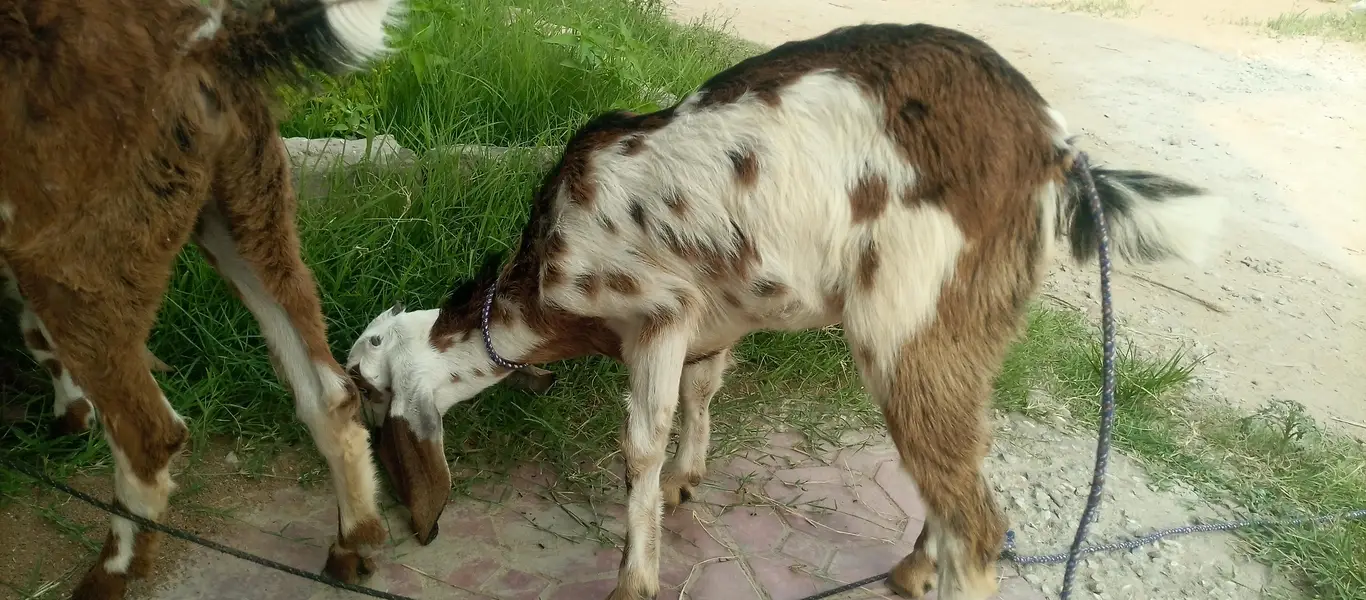 2 pure beetal female pathen for sale — photo 4