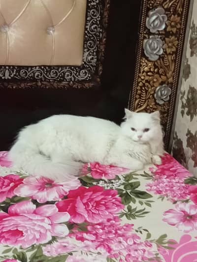  Snow White Persian Cat | Triple Coat | 2 Years | Spayed | Lahore