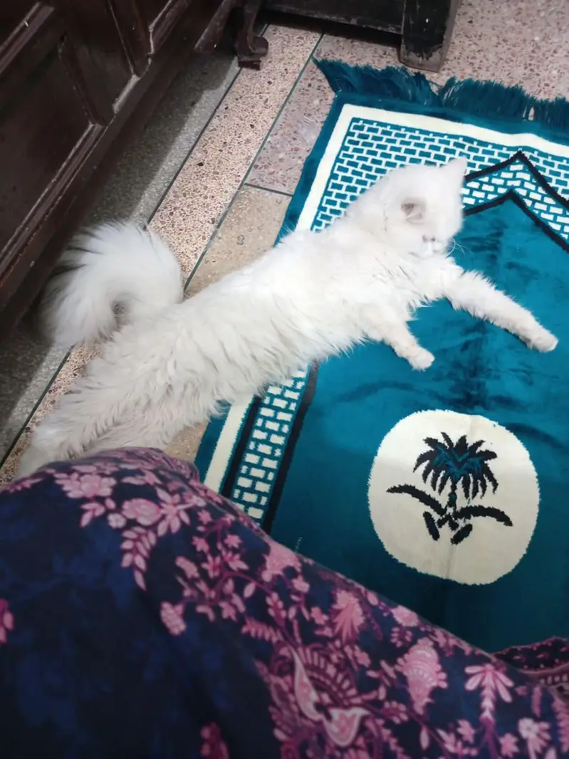  Snow White Persian Cat | Triple Coat | 2 Years | Spayed | Lahore — photo 2