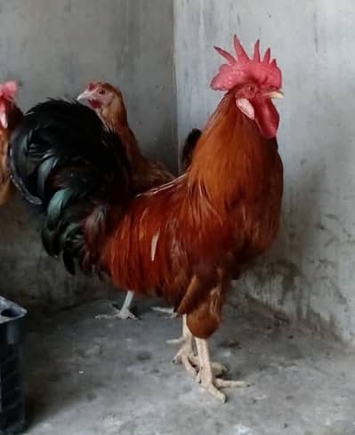 Desi murga