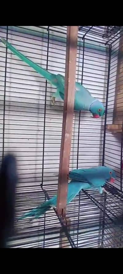 Blue  ring nick breeder male