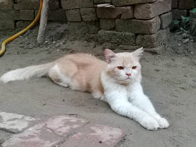 Home cat for sale