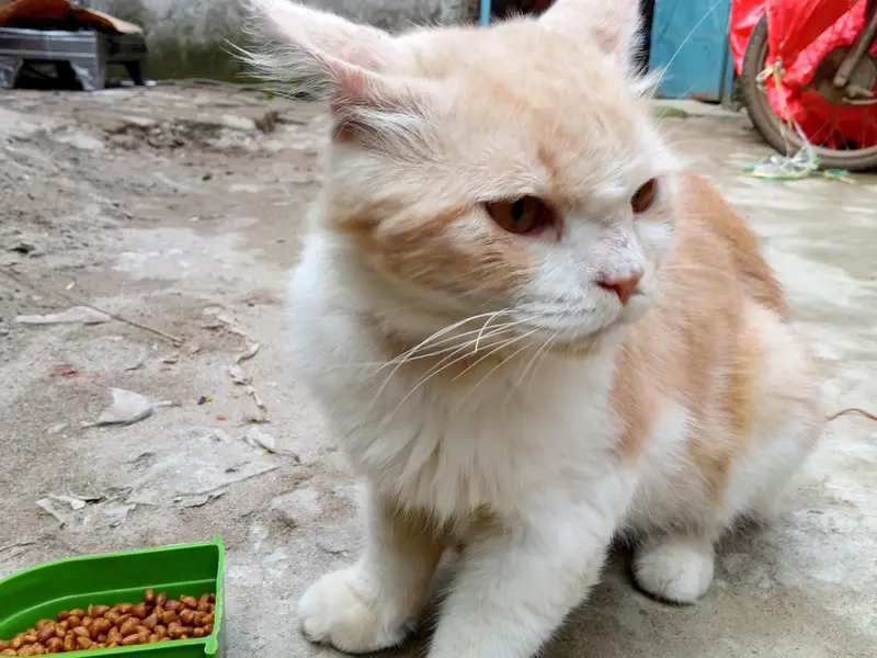 Home cat for sale — photo 2