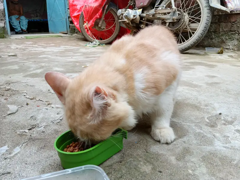 Home cat for sale — photo 3