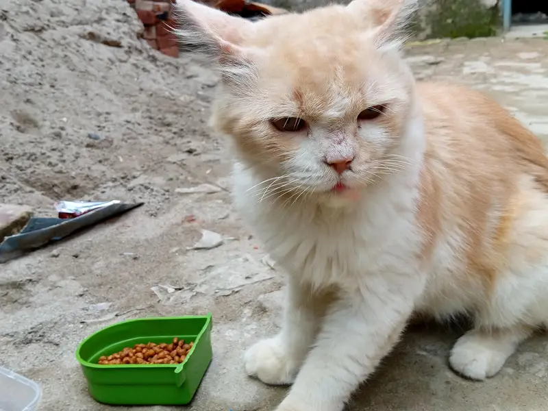Home cat for sale — photo 4