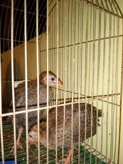 guinefawl 3 months chicks pair