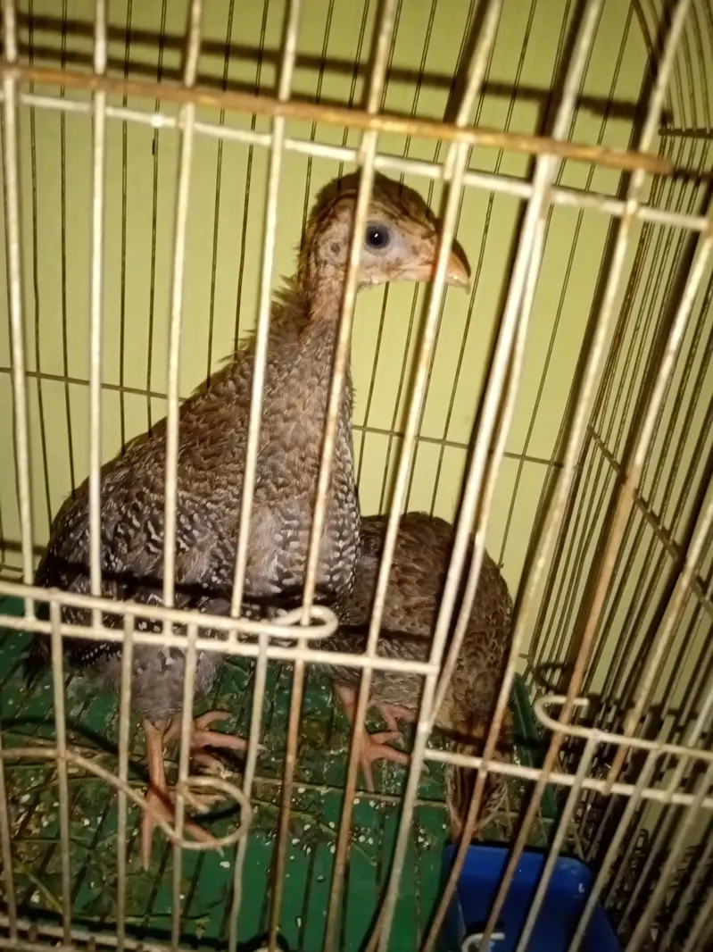 guinefawl 3 months chicks pair — photo 2