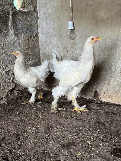 Light Columbian Brahma Blue Brahma
