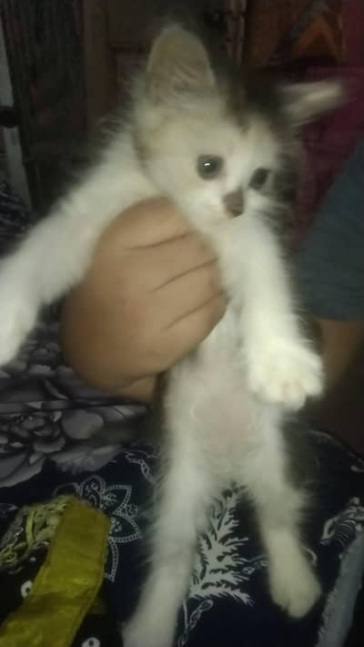 kittens
