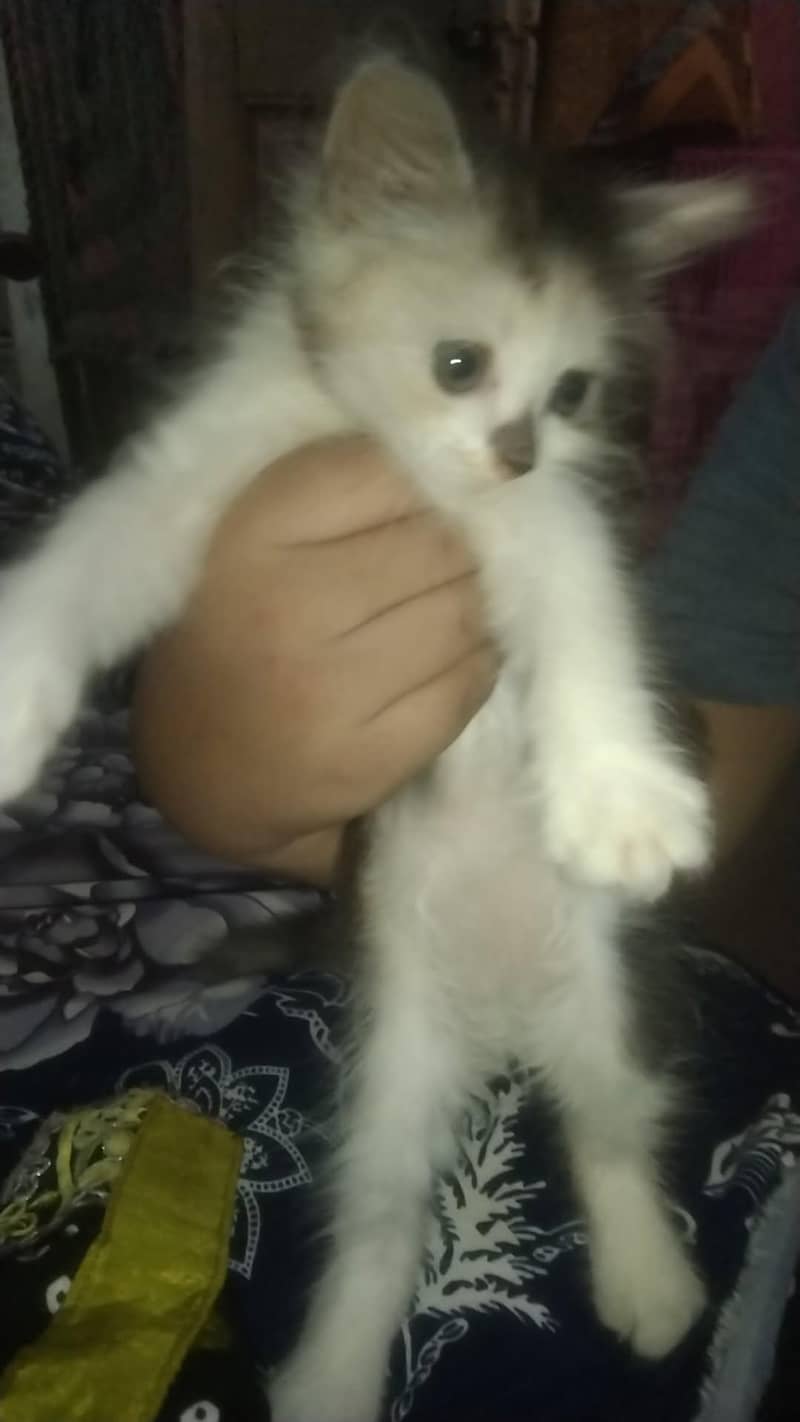 kittens 0